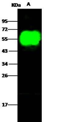 Western Blot: Influenza A H9N2 Hemagglutinin Antibody [NBP3-12728] - Influenza A H9N2 (A/Chicken/Hong Kong/G9/1997) Hemagglutinin Recombinant ProteinLane A: 50ngSecondaryGoat Anti- Rabbit IgG H&L (Dylight 800) at 1/10000 dilution.Developed using the Odyssey technique. Performed under reducing conditions.