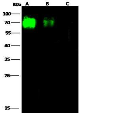 Western Blot: Influenza A H9N2 Neuraminidase Antibody [NBP3-12729] - Influenza A H9N2 (A/Hong Kong/1073/99) Neuraminidase / NA Recombinant ProteinLane A: 20ngLane B: 5ngLane C: 1ngSecondaryGoat Anti- Rabbit IgG H&L (Dylight 800) at 1/5000 dilution.Developed using the Odyssey technique. Performed under reducing conditions.
