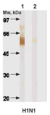 Western Blot: Influenza A Haemagglutinin H1 Antibody (InA4) [NB100-73155] - Immunodetection of Influenza A viruses using anti-haemagglutinin monoclonal antibodies in Western blotting after PAGE in reducing  conditions. Anti-mouse IgG conjugated with HRP was used for MAb haemagglutinin complex visualization.  Antigens (1ug/well):  H1N1 - Influenza A/New Caledonia/20/99  H3N2 - Influenza A/Shangdong/9/93  Antibodies (5ug/ml):  1: MAb InA4 - anti-Influenza A haemagglutinin H1