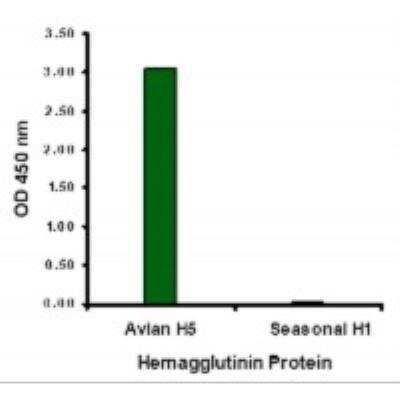 ELISA: Influenza A Hemagglutinin Antibody (4F1F2) [NBP1-75491] - Hemagglutinin antibody at 2 ug/mL specifically recognizes Avian H5N1 influenza virus but not seasonal influenza virus A H1N1 Hemagglutinin protein.