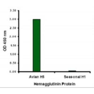 ELISA: Influenza A Hemagglutinin Antibody (4H1C10) [NBP1-75492] - Hemagglutinin antibody at 2 ug/mL specifically recognizes Avian H5N1 influenza virus but not seasonal influenza virus A H1N1 Hemagglutinin protein.