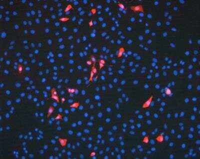 Immunocytochemistry/Immunofluorescence: Influenza A nucleoprotein Antibody (5D8) [NBP2-23568] - diluted 1:1500 + secondary polyclonal goat anti-mouse Ig Fluor 555 conjugated antibody (Alexa A21424) 1:200 + Vectashield mounting medium with DAPI.  Influenza Virus slides (S6112) were used and the entire infected Vero cells are seen.