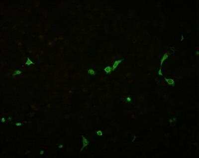 Immunocytochemistry/Immunofluorescence: Influenza A nucleoprotein Antibody (5D8) [NBP2-23568] -  diluted 1:1000 + secondary polyclonal rabbit anti-mouse Ig FITC conjugated antibody 1:20 + 1% Evans blue colors Influenza A nucleoprotein.Influenza Virus slides (S6112) were used and the entire infected Vero cells are seen.