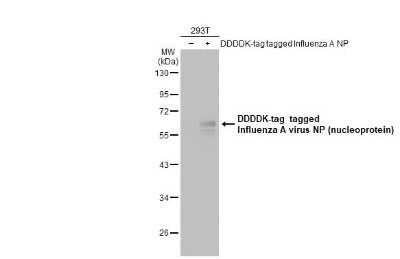 Western Blot: Influenza A H1N1 Nucleoprotein Antibody (GT778) [NBP3-13492] - Non-transfected (-) and transfected (+) 293T whole cell extracts (30 ug) were separated by 10% SDS-PAGE, and the membrane was blotted with Influenza A H1N1 Nucleoprotein antibody [GT778] (NBP3-13492) diluted at 1:1000. The HRP-conjugated anti-mouse IgG antibody (NBP2-19382) was used to detect the primary antibody, and the signal was developed with Trident ECL plus-Enhanced.