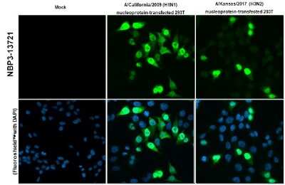 Immunocytochemistry/Immunofluorescence: Influenza A H3N2 Nucleoprotein Antibody (HL1103) [NBP3-13721] - Influenza A nucleoprotein antibody (NBP3-13721) detects overexpressed Influenza virus Nucleoprotein protein by immunofluorescent analysis. Sample: Mock and transfected 293T cells were fixed in 4% paraformaldehyde at RT for 15 min. Green: Influenza A nucleoprotein stained by Influenza A H3N2 nucleoprotein antibody (NBP3-13721) diluted at 1:2000.