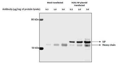 Immunoprecipitation: Influenza A H1N1 Nucleoprotein Antibody [NBP2-16965] - IP of Influenza A H1N1 Nucleoprotein from transfected 293T cell lysates. IP image submitted by a verified customer review.