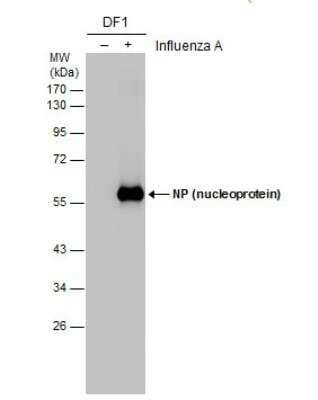 Western Blot: Influenza A H1N1 Nucleoprotein Antibody [NBP2-16965] - Non-infected (-) and infected (+) DF1 whole cell extracts (5 ug) were separated by 10% SDS-PAGE, and the membrane was blotted with Influenza A H1N1 Nucleoprotein antibody diluted at 1:10000.