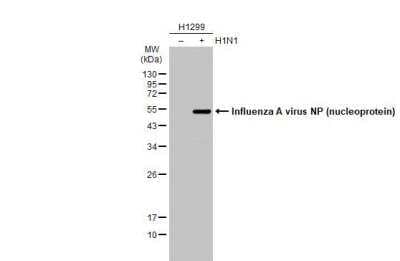 Western Blot: Influenza A H1N1 Nucleoprotein Antibody [NBP2-16965] - Non-infected (-) and infected (+) H1299 whole cell extracts (15 ug) were separated by 12% SDS-PAGE, and the membrane was blotted with Influenza A H1N1 Nucleoprotein antibody diluted at 1:10000. The HRP-conjugated anti-rabbit IgG antibody (NBP2-19301) was used to detect the primary antibody.