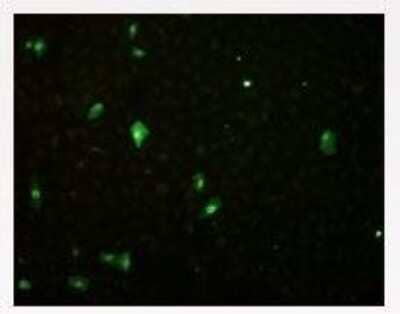 Immunocytochemistry/Immunofluorescence: Influenza B Virus Nucleoprotein Antibody (1B6) - BSA Free [NBP1-05187] - diluted 1:500 with a secondary polyclonal rabbit anti-mouse Ig FITC conjugated antibody (DAKO F0232) 1:20 + 1% Evans blue colors Influenza B nucleoprotein. The entire infected Vero cells are visible.