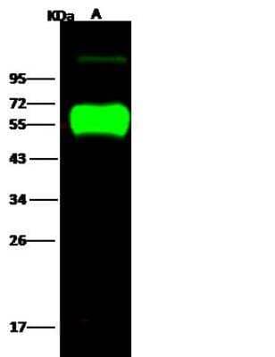 Western Blot: Influenza H14N5 Hemagglutinin Antibody [NBP3-12739] - :Influenza A H14N5 (A/mallard/Astrakhan/263/1982) Hemagglutinin Recombinant ProteinLane A: 50ngSecondaryGoat Anti- Rabbit IgG H&L (Dylight 800) at 1/10000 dilution.Developed using the Odyssey technique. Performed under reducing conditions.