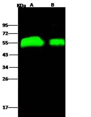 Western Blot: Influenza H4N6 Hemagglutinin Antibody [NBP3-12804] - Sample:Influenza A H4N6 (A/Swine/Ontario/01911-1/99) Hemagglutinin Recombinant ProteinLane A: 50ngLane B: 10ngSecondaryGoat Anti- Rabbit IgG H&L (Dylight 800) at 1/10000 dilution.Developed using the Odyssey technique. Performed under reducing conditions.
