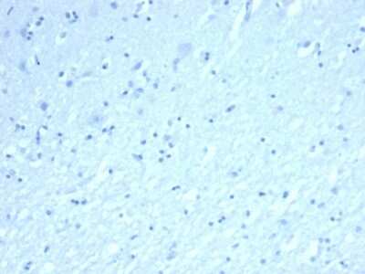Immunohistochemistry-Paraffin: Inhibin alpha Antibody (INHA/6598R) - Azide and BSA Free [NBP3-08782] - IHC analysis of formalin-fixed, paraffin-embedded human brain. Negative tissue control using Inhibin alpha antibody (INHA/6598R) at 2ug/ml in PBS for 30min RT. HIER: Tris/EDTA, pH9.0, 45min. 2 : HRP-polymer, 30min. DAB, 5min.