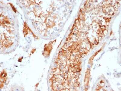 Immunohistochemistry-Paraffin: Inhibin alpha Antibody (INHA/6598R) - Azide and BSA Free [NBP3-08782] - Formalin-fixed, paraffin-embedded human testis stained with Inhibin alpha Antibody (INHA/6598R).