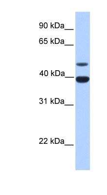 Western Blot: Inhibin alpha Antibody [NBP1-58280] - Human Liver cell lysate, concentration 0.2-1 ug/ml.
