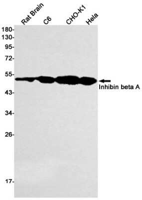 Western Blot: Inhibin beta A Antibody (S03-1F0) [NBP3-15047] - Western blot detection of Inhibin beta A in Rat Brain, C6, CHO-K1, Hela cell lysates using Inhibin beta A Rabbit mAb (1:1000 diluted). Predicted band size: 47kDa. Observed band size: 44kDa.