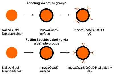 InnovaCoat GOLD - Hydrazide 40nm Antibody Labeling Kit [280-0100]
