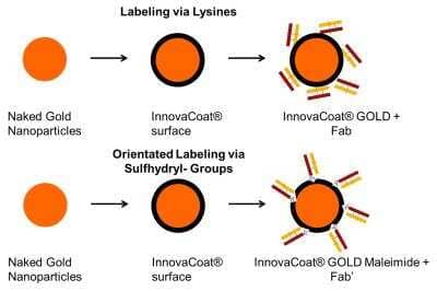 InnovaCoat GOLD - Maleimide 40nm Antibody Labeling Kit [270-0005]