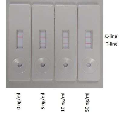 InnovaCoat GOLD - 10nm Goat Anti-Rabbit IgG Gold (10OD) Antibody Labeling Kit [218-1000] - Lateral flow assay of our 40nm InnovaCoat GOLD conjugated to Goat Anti-Rabbit IgG. The signal intensity of the T-linke clearly changes in proportion to the antigen concentration.