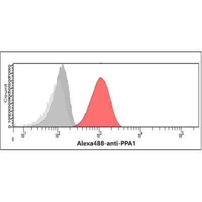 Flow Cytometry: Inorganic Pyrophosphatase/PPA1 Antibody (4G4) [NBP2-59471] - Flow cytometry analysis of Pyrophosphatase/PPA1 in HeLa cells. The cell was stained with NBP2-59471 at 2-5ug for 1x10^6cells (red). A Goat anti mouse IgG (Alexa Fluor 488) was used as the secondary antibody. Mouse monoclonal IgG was used as the isotype control (dark gray), cells without incubation with primary and secondary antibody was used as the negative control (light gray).