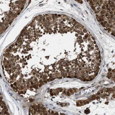 <b>Independent Antibodies Validation. </b>Immunohistochemistry-Paraffin: Inorganic Pyrophosphatase/PPA1 Antibody [NBP1-87788] - Staining of human testis shows cytoplasmic and nuclear positivity in cells in seminiferous ducts and Leydig cells.