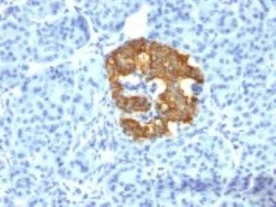 Immunohistochemistry-Paraffin: Insulin Antibody (2D11-H5) - Azide and BSA Free [NBP2-33146] - Formalin-fixed, paraffin-embedded human pancreas stained with insulin Monoclonal