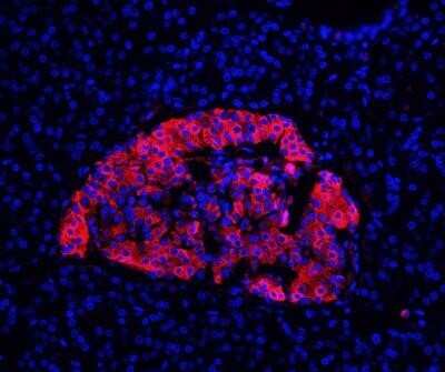 Immunohistochemistry-Paraffin: Insulin Antibody (E2-E3 + 2D11-H5 (same as INS04 + INS05)) - Azide and BSA Free [NBP2-34612] - Adult human pancreas. Antibody 1:200; heat-induced epitope retrieval with citrate buffer. Image from verified customer review.