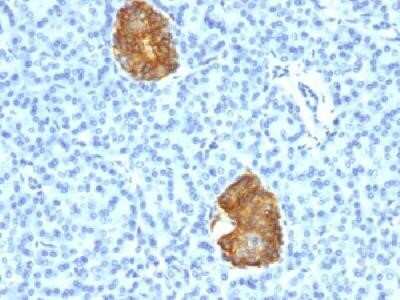 Immunohistochemistry-Paraffin: Insulin Antibody (E2-E3 + 2D11-H5 (same as INS04 + INS05)) - Azide and BSA Free [NBP2-34612] - Formalin-fixed, paraffin-embedded human pancreas stained with insulin Monoclonal Antibody (E2-E3+2D11-H5).