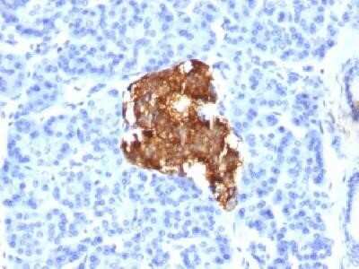 Immunohistochemistry-Paraffin: Insulin Antibody (E2-E3 (same as INS04)) - Azide and BSA Free [NBP2-34611] - Formalin-fixed, paraffin-embedded human pancreas stained with insulin Monoclonal Antibody (E2-E3)