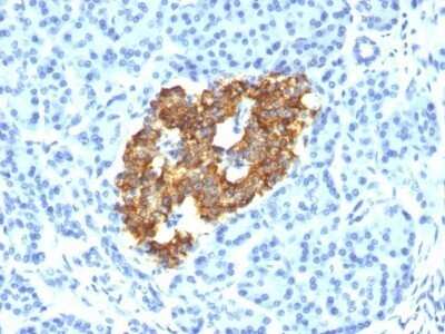 Immunohistochemistry-Paraffin: Insulin Antibody (IRDN/794) - Azide and BSA Free [NBP2-47726] - Human Pancreas stained with Insulin Monoclonal Antibody (IRDN/794).