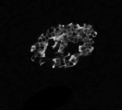 Immunohistochemistry-Paraffin: Insulin Antibody (IRDN/794) - Azide and BSA Free [NBP2-47726] - Insulin IRDN/794 antibody on human pancreas (FFPE), HIER pH 9 antigen retrieval. Image from verified customer review.