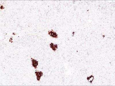 Immunohistochemistry-Paraffin: Insulin Antibody (K36aC10) [NB600-1488] - Human pancreas tissue sections stained at 1:1,000.