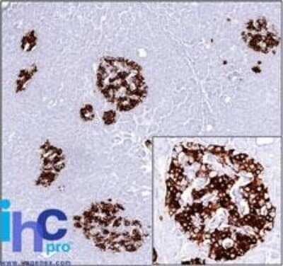 Immunohistochemistry-Paraffin: Insulin Antibody (SPM531) - IHC-Prediluted [NBP2-45106] - Formalin-paraffin human pancreas stained with Insulin MAb (SPM531). Note cytoplasmic staining of cells.