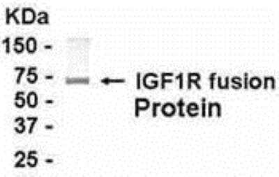 Western Blot: Insulin Receptor Antibody [NB300-337] - E coli-derived fusion protein as testing antigen. Affi-pure IgY dilution: 1:2000, Goat anti-IgY-HRP dilution: 1:1000. Colorimetric method for signal development. ( anti-CD221 )
