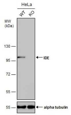 Western Blot Insulysin/IDE Antibody (GT143)