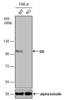 Western Blot: Insulysin/IDE Antibody (GT286) [NBP3-13547] - Wild-type (WT) and Insulysin/IDE knockout (KO) HeLa cell extracts (30 ug) were separated by 7.5% SDS-PAGE, and the membrane was blotted with Insulysin/IDE antibody [GT286] (NBP3-13547) diluted at 1:500. The HRP-conjugated anti-mouse IgG antibody (NBP2-19382) was used to detect the primary antibody.