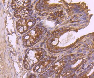 Immunohistochemistry-Paraffin: Insulysin/IDE Antibody (JJ0949) [NBP2-66907] - Analysis of  mouse colon tissue using anti-Insulin degrading enzyme antibody. Counter stained with hematoxylin.