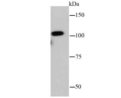 Western Blot: Insulysin/IDE Antibody (JJ0949) [NBP2-66907] - Analysis of Insulin degrading enzyme on hybrid fish (crucian-carp) heart tissue lysate using anti-Insulin degrading enzyme antibody at 1/500 dilution.