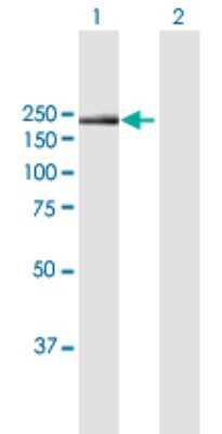 Western Blot: Integrin alpha 1/CD49a Antibody [H00003672-B01P] - Analysis of ITGA1 expression in transfected 293T cell line by ITGA1 polyclonal antibody.  Lane 1: ITGA1 transfected lysate(129.69 KDa). Lane 2: Non-transfected lysate.
