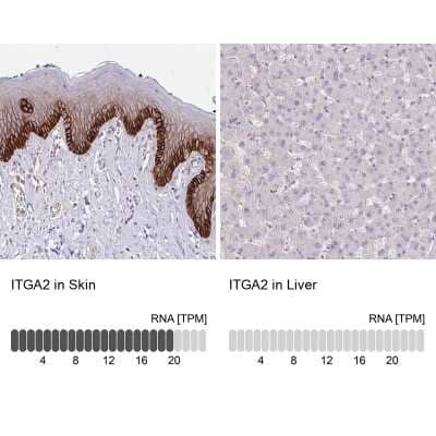 Immunohistochemistry-Paraffin: Integrin alpha 2/CD49b Antibody [NBP2-38995] - Analysis in human skin and liver tissues. Corresponding ITGA2 RNA-seq data are presented for the same tissues.