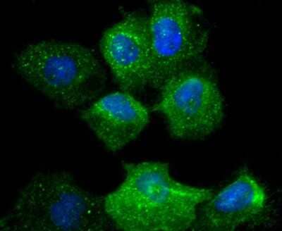 Immunocytochemistry/Immunofluorescence: Integrin alpha 2/CD49b Antibody (SN0752) [NBP2-67691] - Staining ITGA2 in A431 cells (green). The nuclear counter stain is DAPI (blue). Cells were fixed in paraformaldehyde, permeabilised with 0.25% Triton X100/PBS.