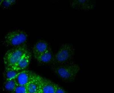 Immunocytochemistry/Immunofluorescence: Integrin alpha 2/CD49b Antibody (SN0752) [NBP2-67691] - Staining ITGA2 in MCF-7 cells (green). The nuclear counter stain is DAPI (blue). Cells were fixed in paraformaldehyde, permeabilised with 0.25% Triton X100/PBS.