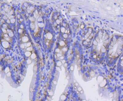 Immunohistochemistry-Paraffin: Integrin alpha 2/CD49b Antibody (SN0752) [NBP2-67691] - Analysis of paraffin-embedded mouse colon tissue using anti-ITGA2 antibody. Counter stained with hematoxylin.