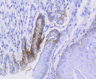 Immunohistochemistry-Paraffin: Integrin alpha 2/CD49b Antibody (SN0752) [NBP2-67691] - Analysis of paraffin-embedded mouse stomach tissue using anti-ITGA2 antibody. Counter stained with hematoxylin.