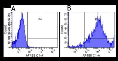 Flow Cytometry: Integrin alpha 2b/CD41 Antibody (7E3 (Abciximab)) [NBP2-81051] - Flow-cytometry using the  [NBP2-81051]. Human lymphocytes were stained with an isotype control (NBP2-52638, panel A) or the rabbit-chimeric version of Abciximab (NBP2-81051, panel B) at a concentration of 1 ug/ml for 30 mins at RT. After washing, bound antibody was detected using a AF488 conjugated donkey anti-rabbit antibody and cells analysed on a FACSCanto flow-cytometer.