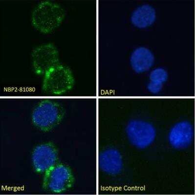 Immunocytochemistry/Immunofluorescence: Integrin alpha 2b beta 3 Antibody (10E5) [NBP2-81080] - Immunofluorescence analysis of paraformaldehyde fixed K562 cells permeabilized with 0.15% Triton and stained with the chimeric mouse IgG1 version of 10E5 at 10 ug/ml for 1h followed by Alexa Fluor 488 secondary antibody (2 ug/ml), showing membrane staining. The nuclear stain is DAPI (blue). Panels show from left-right, top-bottom NBP2-81080, DAPI, merged channels and an isotype control. The isotype control was stained with an anti-unknown specificity antibody followed by Alexa Fluor 488 secondary antibody.