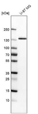 Western Blot: Integrin alpha 3/CD49c Antibody (CL6937) [NBP2-76515] - Analysis in human cell line U-87 MG.