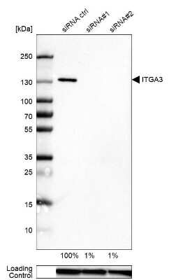 Western Blot: Integrin alpha 3/CD49c Antibody (CL6937) [NBP2-76515] - Analysis in U-87MG ATCC cells transfected with control siRNA, target specific siRNA probe #1 and #2, using Anti-ITGA3 antibody. Remaining relative intensity is presented. Loading control: Anti-GAPDH.