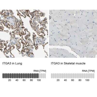 Immunohistochemistry-Paraffin: Integrin alpha 3/CD49c Antibody [NBP2-48514] - Staining in human lung and skeletal muscle tissues . Corresponding ITGA3 RNA-seq data are presented for the same tissues.