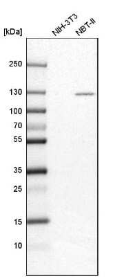 Western Blot: Integrin alpha 3/CD49c Antibody [NBP2-48514] - Analysis in mouse cell line NIH-3T3 and rat cell line NBT-II.