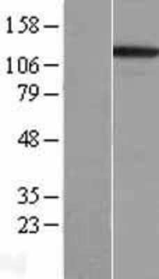 Western Blot: Integrin alpha 3 Overexpression Lysate (Adult Normal) [NBL1-12063] Left-Empty vector transfected control cell lysate (HEK293 cell lysate); Right -Over-expression Lysate for Integrin alpha 3.